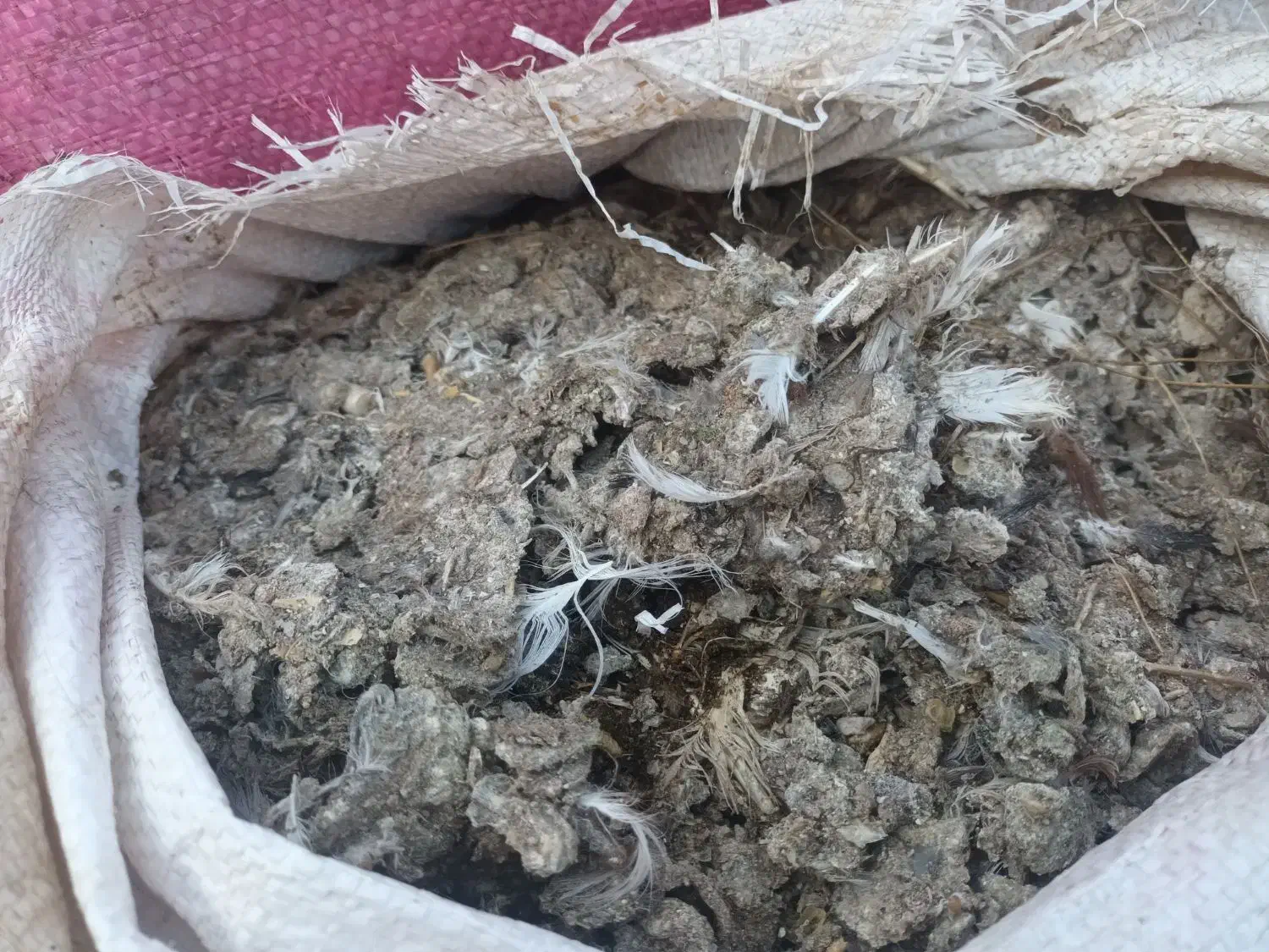 کود کبوتر|گل و گیاه طبیعی|تاکستان, |دیوار