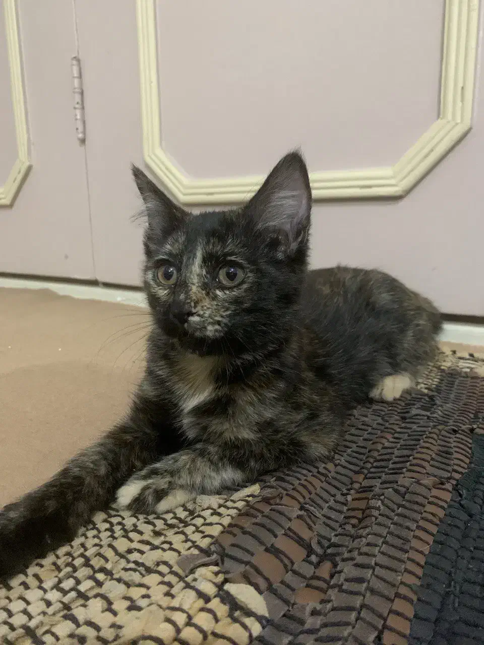 واگذاری گربه|گربه|میانه, |دیوار