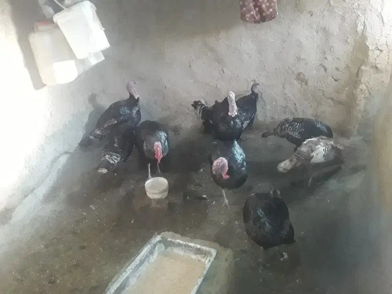 بوقلمون محلی|حیوانات مزرعه|میلاجرد, |دیوار