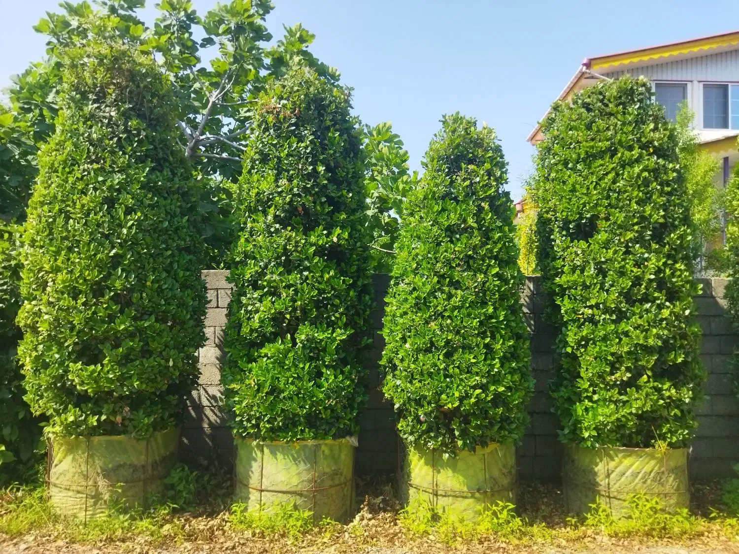 یاس هلندی غول پیکر|گل و گیاه طبیعی|کلاچای, |دیوار