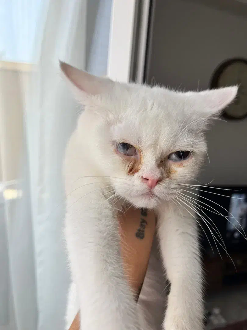 گربه گمشده جواداباد کرج|گربه|کرج, شهرک یاس جنوبی|دیوار