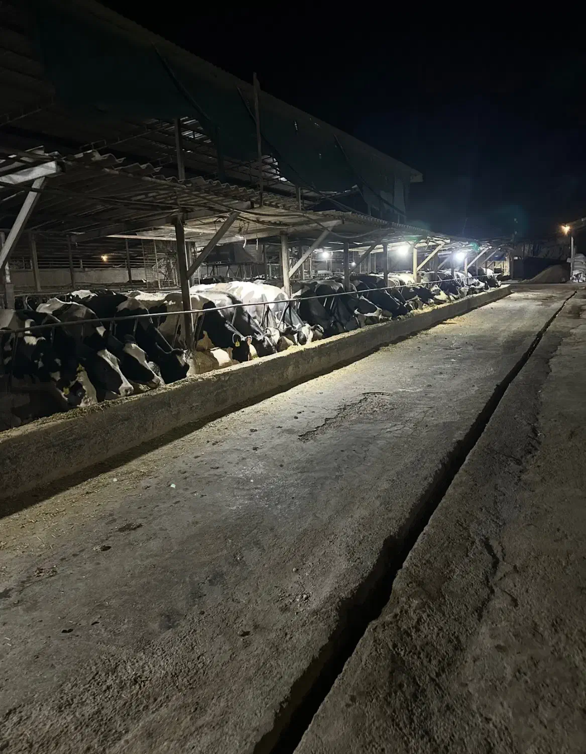 کارگر گاوداری|استخدام صنعتی، فنی، مهندسی|مرودشت, فیروزی|دیوار