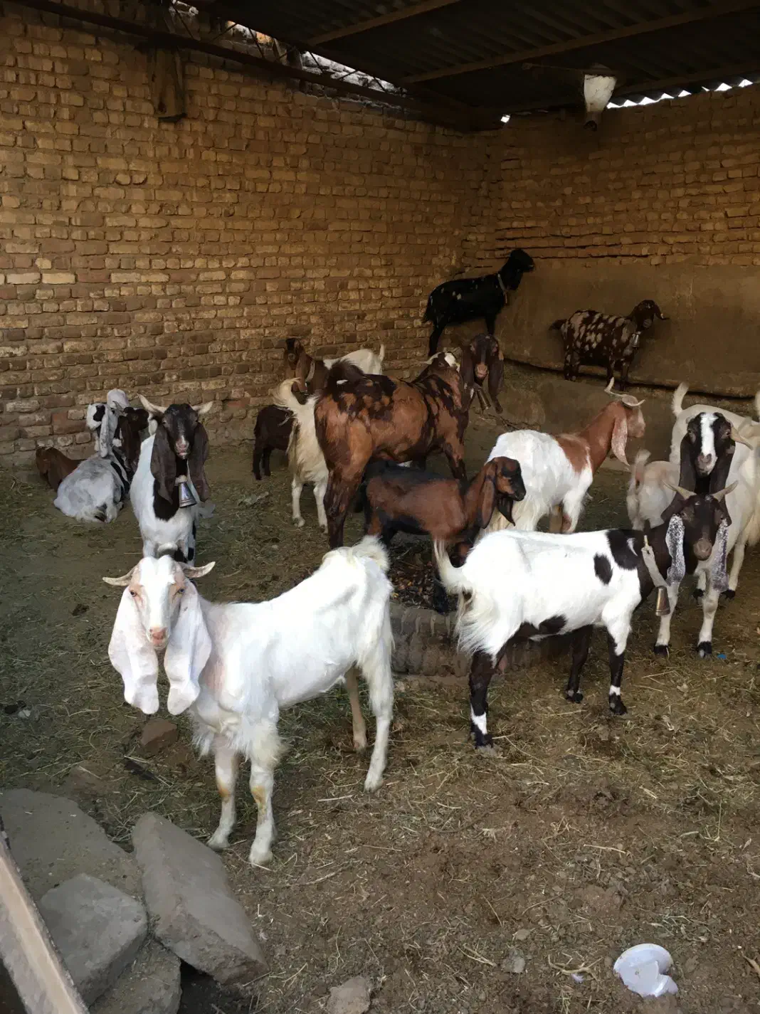 بزپاکستانی وثلاله|حیوانات مزرعه|شهریار, یوسف آباد صیرفی|دیوار