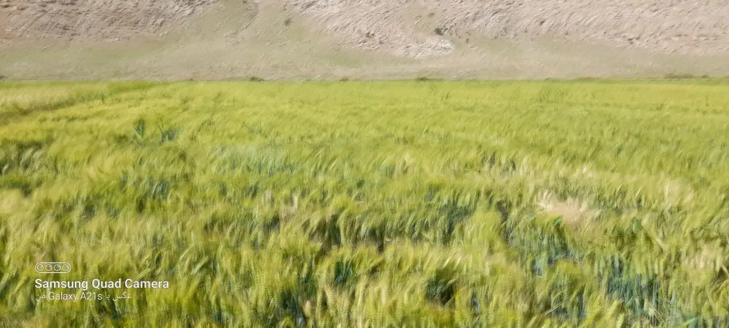 زمین کشاورزی اجاره ای|اجارهٔ دفتر صنعتی، کشاورزی، تجاری|دینور, |دیوار