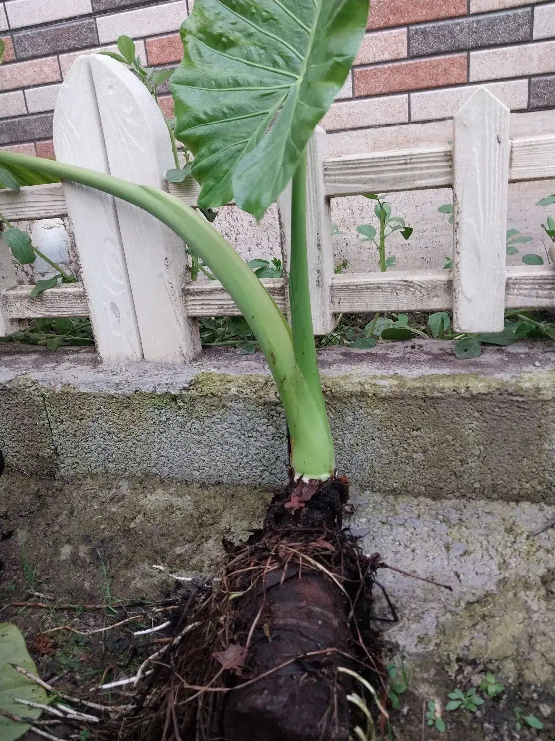 بابا آدم ۳تا بزرگ|گل و گیاه طبیعی|رشت, پیرکلاچای|دیوار