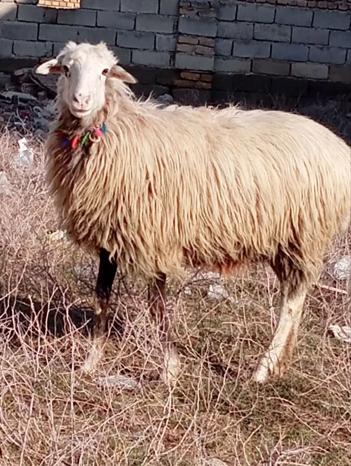 گوسفند زل عروسک|حیوانات مزرعه|گنبد کاووس, |دیوار