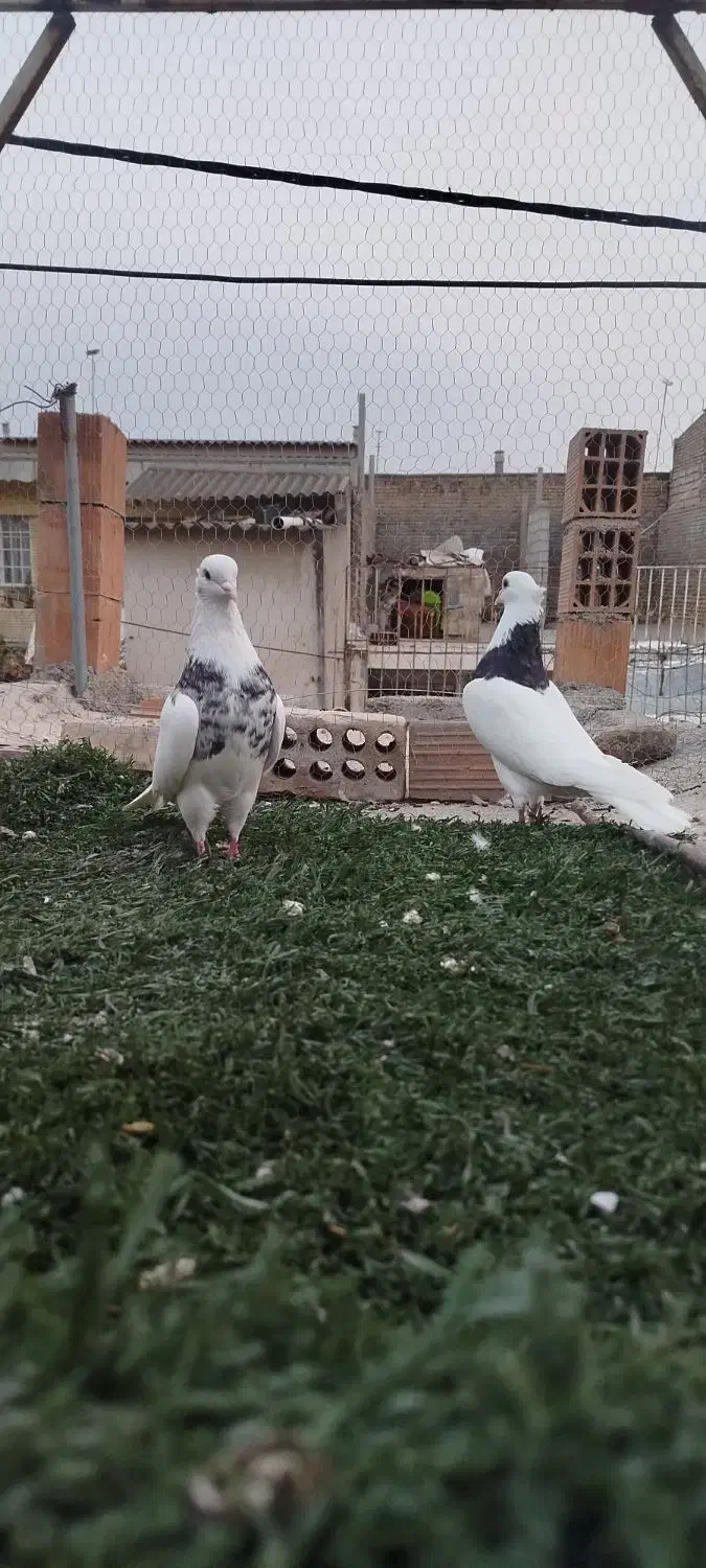 طوقی جفت نر|پرنده|گنبد کاووس, |دیوار