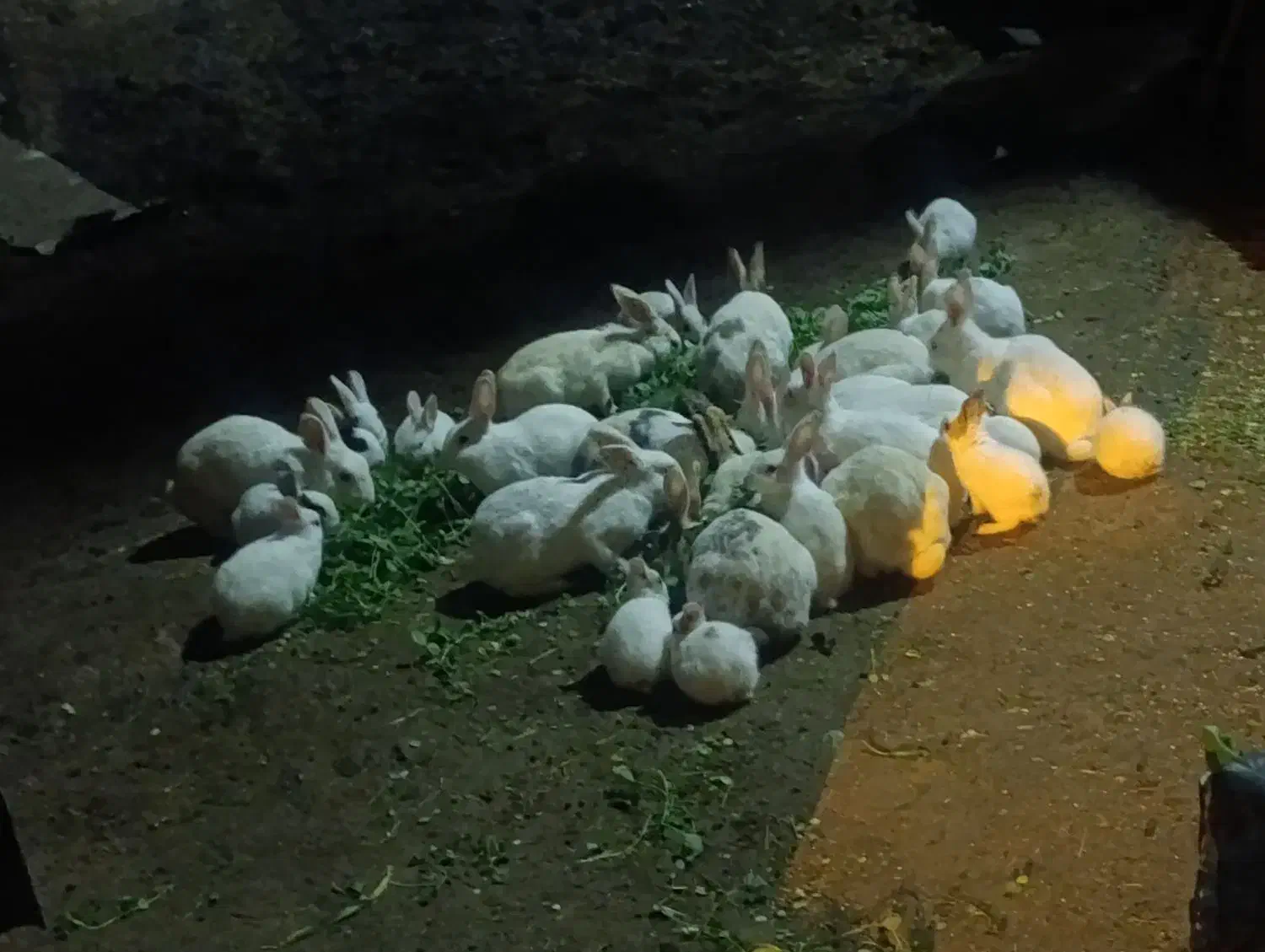 خرگوش|موش و خرگوش|خرمشهر, |دیوار