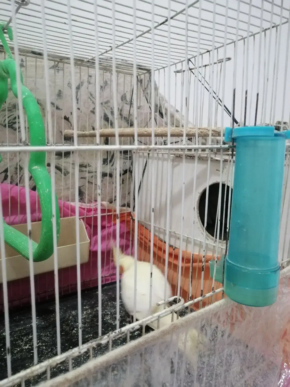 عروس هلندی|پرنده|مشهد, مشکینی (شهرک غرب)|دیوار