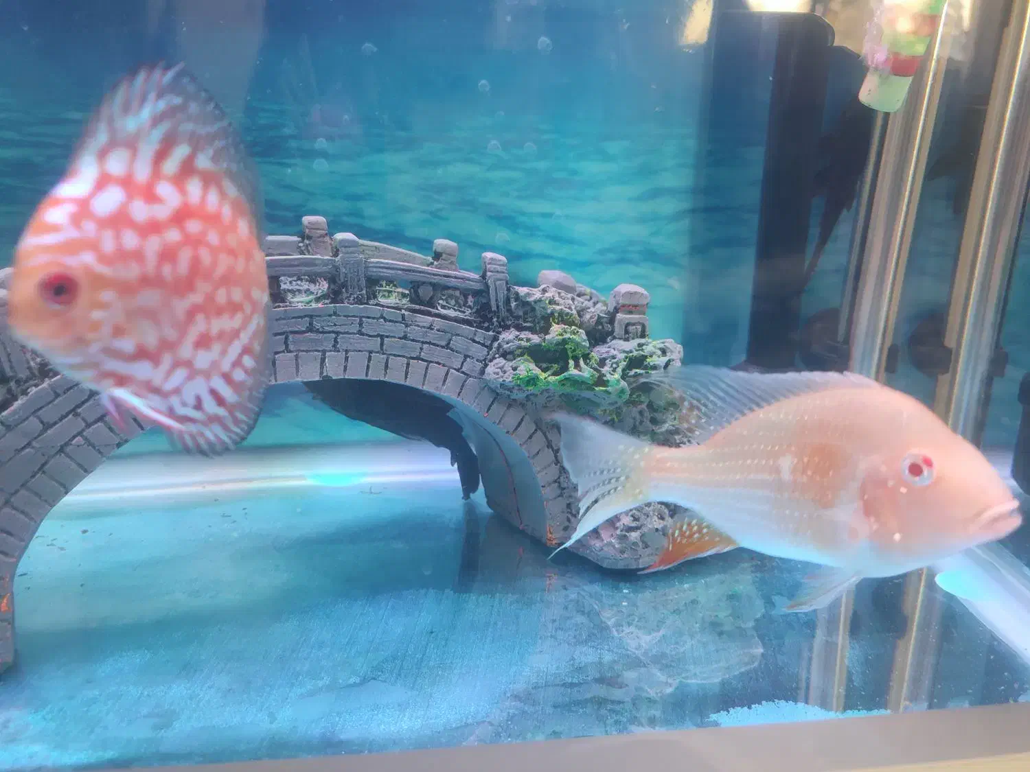 ماهی دیسکس|ماهی|مشهد, اروند (کشف)|دیوار