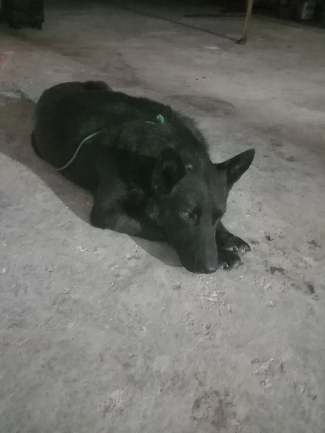 سگ ژرمن بلک|سگ|خشکبیجار, |دیوار