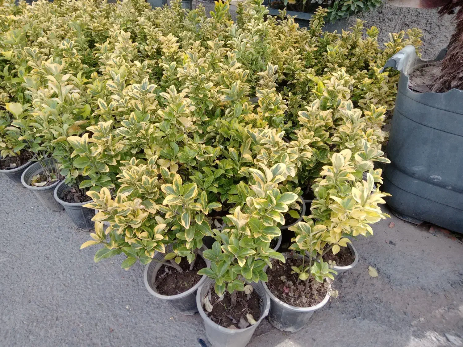 شمشاد طلایی ۱۹هزار|گل و گیاه طبیعی|ملارد, |دیوار