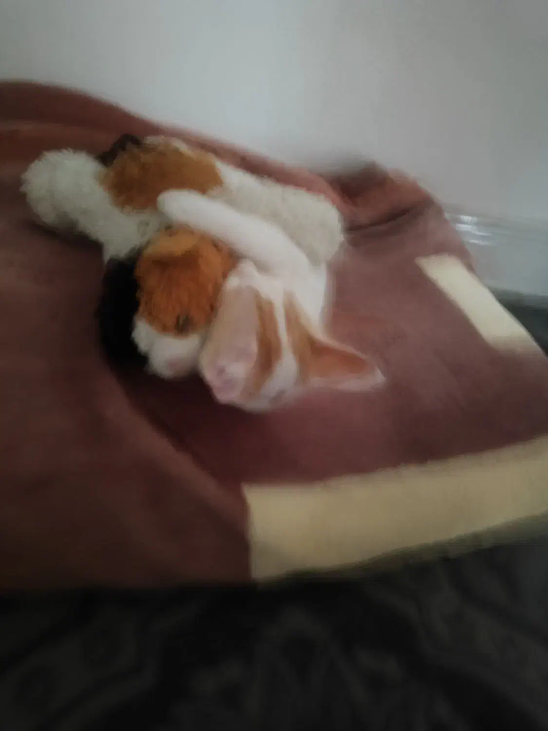 گربه|گربه|تهران, مشیریه|دیوار