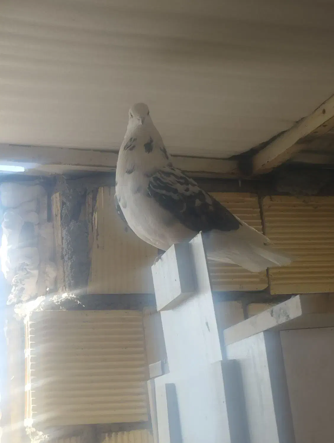 کبوتر پرشی|پرنده|اصفهان, جاوان|دیوار