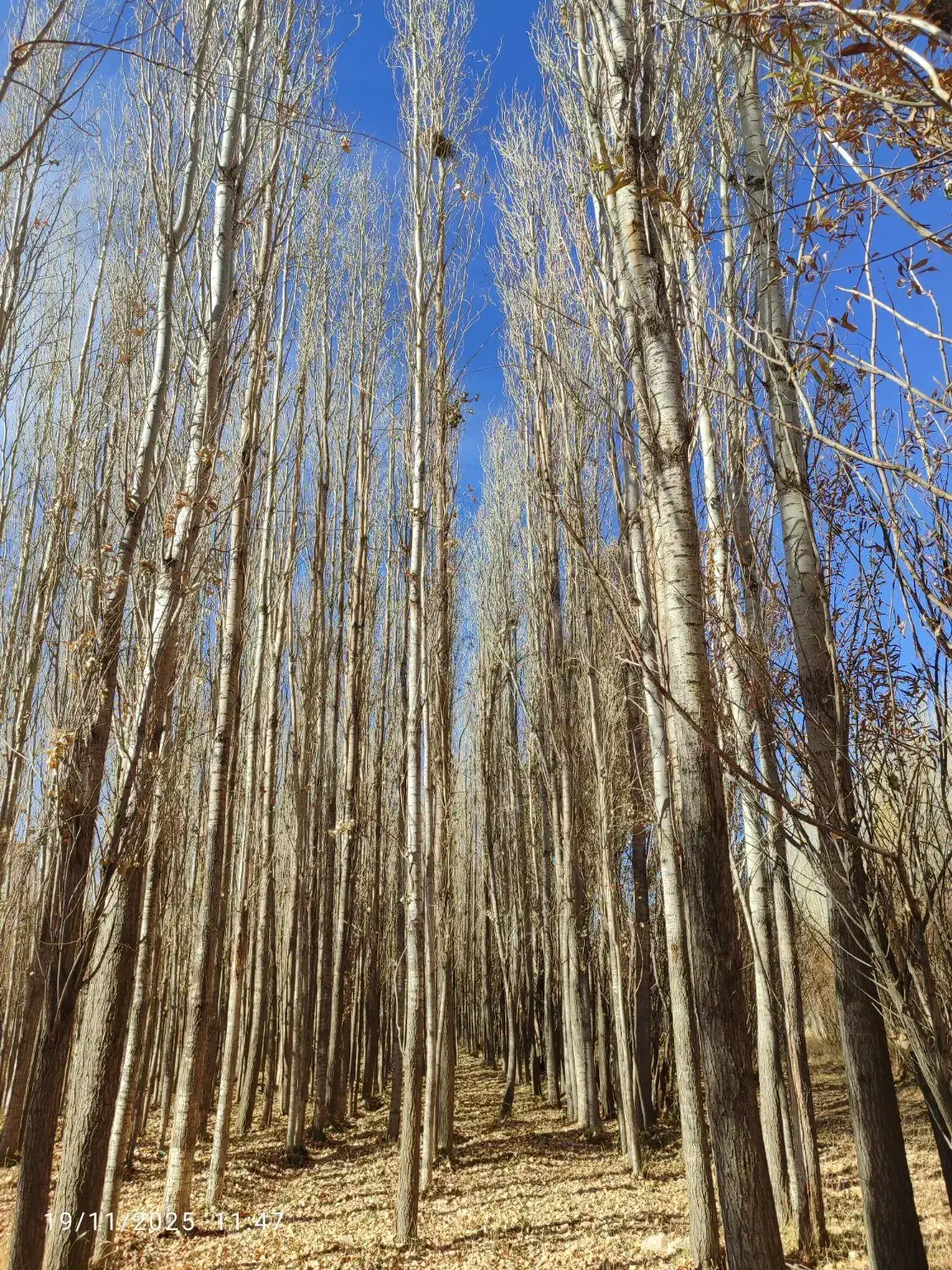 فروش چوب صنوبر|خدمات باغبانی و درختکاری|باوله, |دیوار