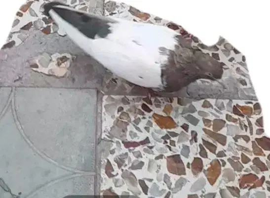 کبوترسینه سیاه دوکت سفید ماده.گمشده|پرنده|چناران, |دیوار