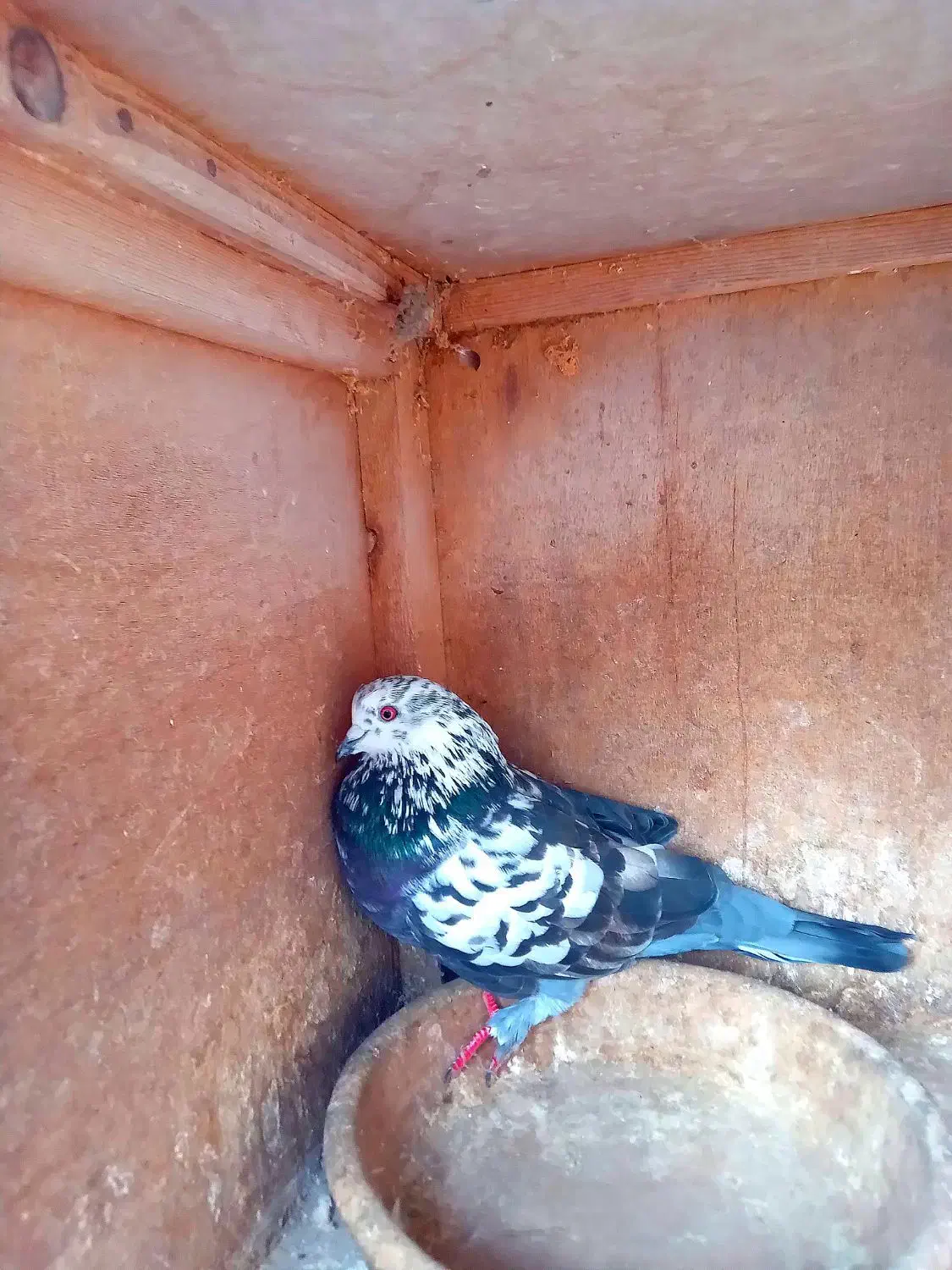 پرندگان|پرنده|فومن, |دیوار