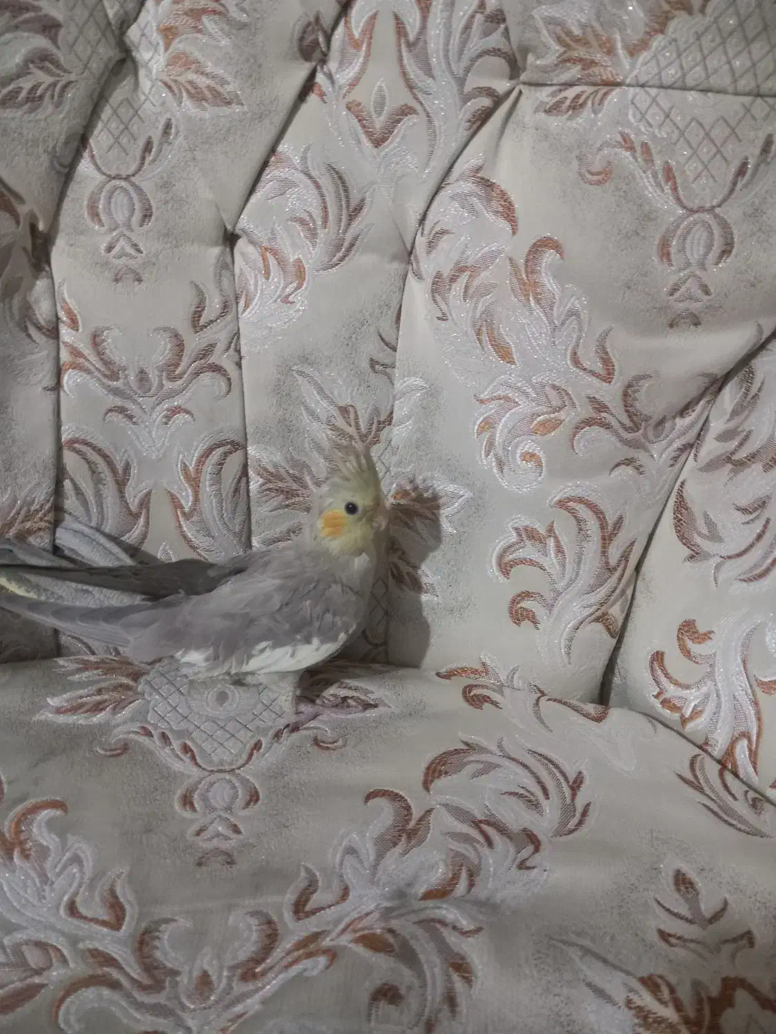 جوجه اهویی ونر ماده|پرنده|قزوین, |دیوار