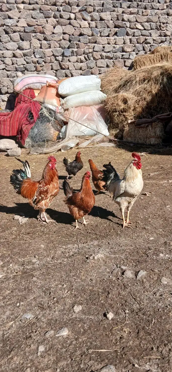 خروس محلی|حیوانات مزرعه|مشگین شهر, |دیوار