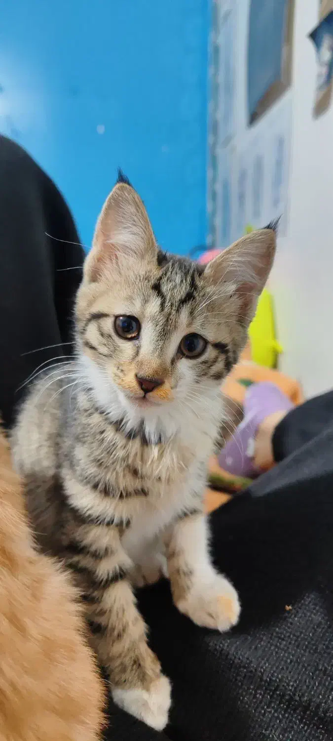 گربه گمشده|گربه|تیران, |دیوار