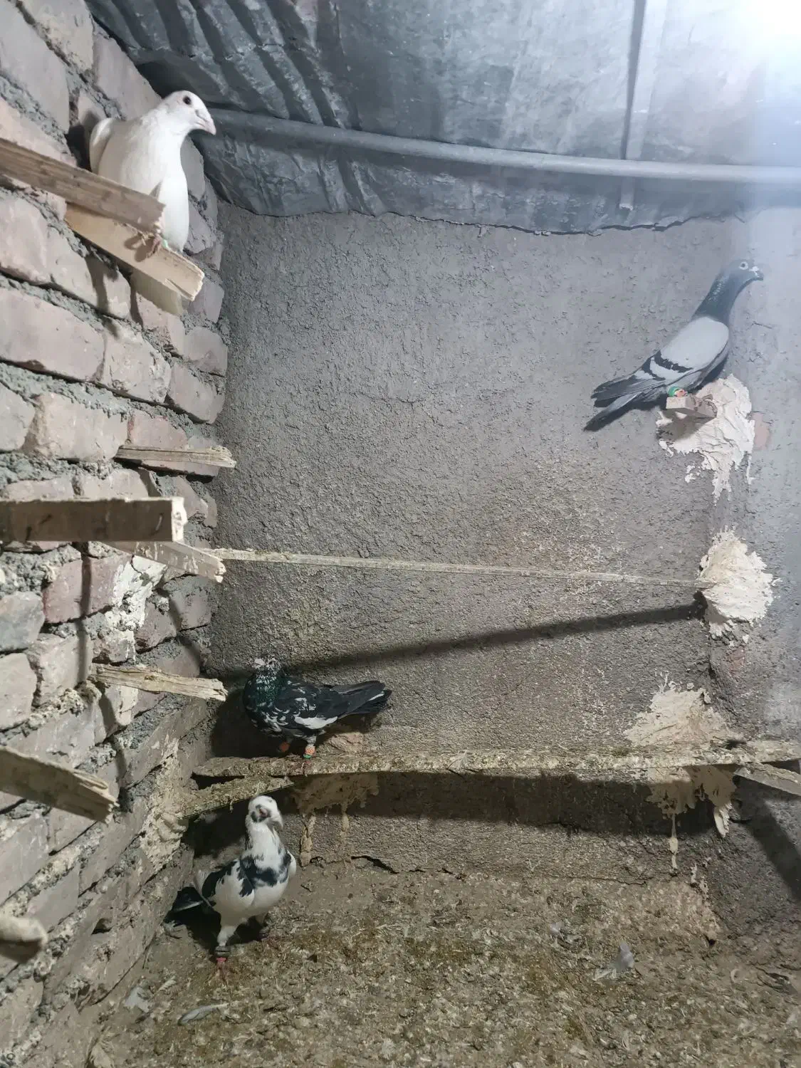 کفتر پرشی|پرنده|نیشابور, ریوند|دیوار