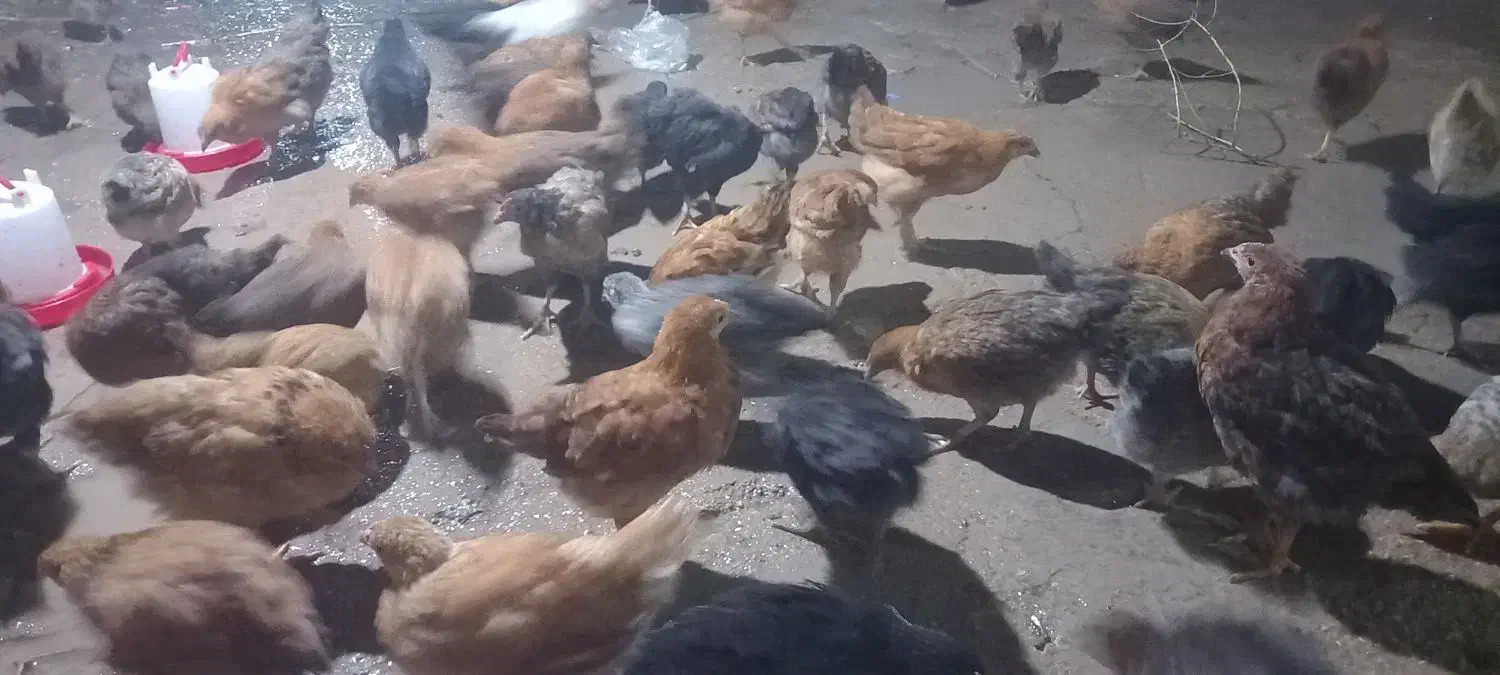 نیمچه مرغ محلی|حیوانات مزرعه|اهواز, کوی مندلی(سه راه خرمشهر)|دیوار