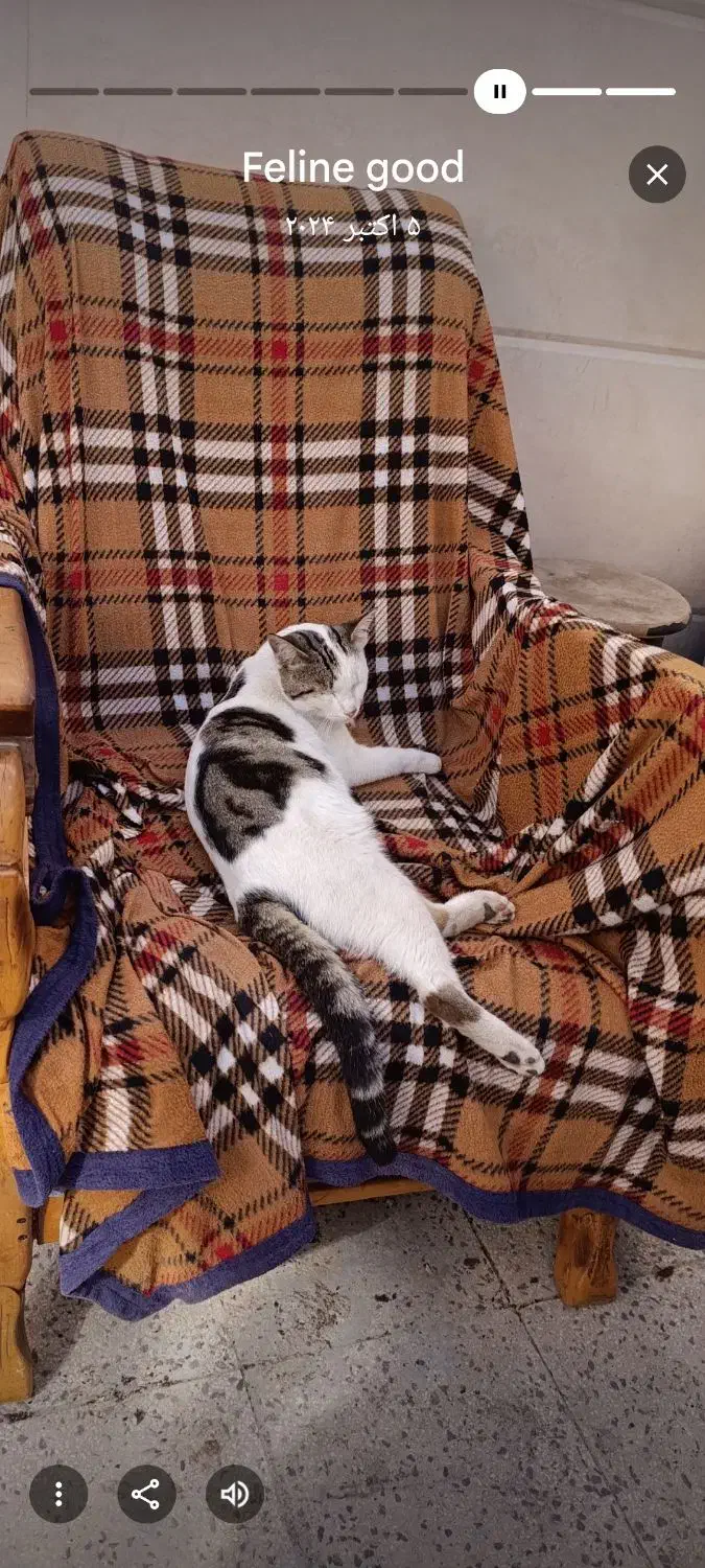 گربه گمشده|گربه|یاسوج, |دیوار