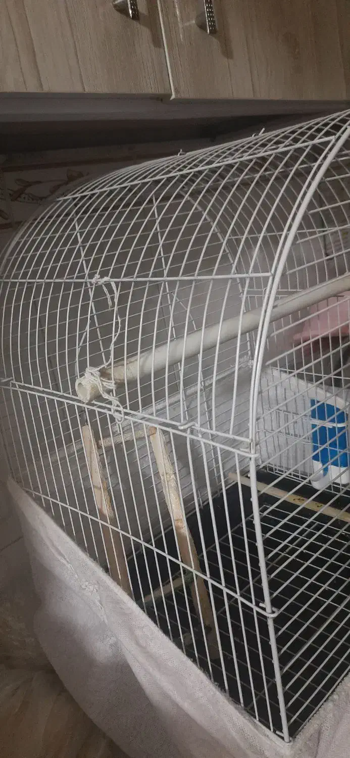 قفس|لوازم جانبی حیوانات|قم, ولیعصر|دیوار