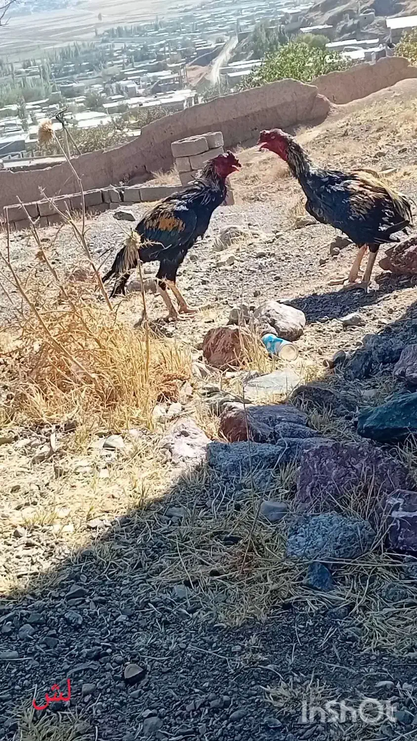 خروس|حیوانات مزرعه|خوی, |دیوار