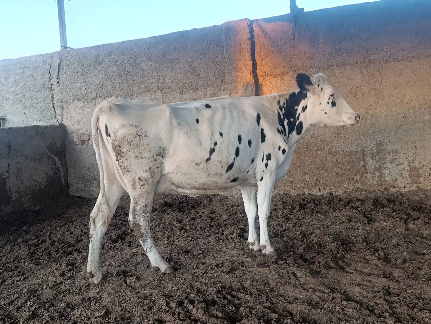 گاو و گوساله|حیوانات مزرعه|مرودشت, ثبت احوال|دیوار