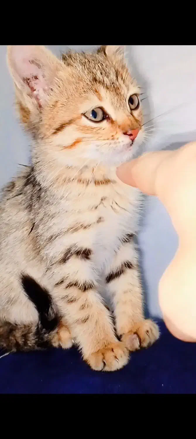 گربه پرشین|گربه|اهواز, کوی مهدیس|دیوار