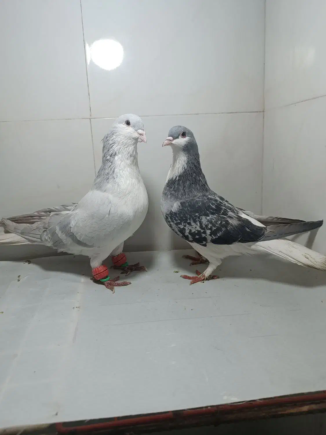 کبوترطوقی سرخ هفرنگ خال سیاه دارجفت ساده لایی مگسی|پرنده|مشهد, شهید بصیر|دیوار