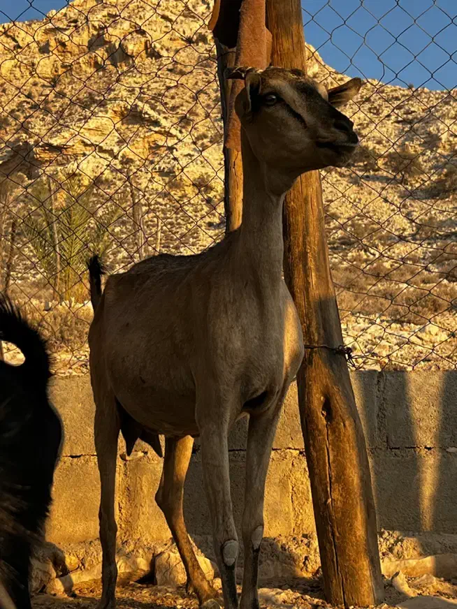 بز آهویی|حیوانات مزرعه|بندر کنگان, |دیوار