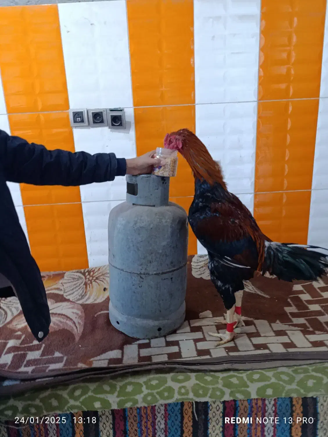 مرغ و خروس لاری|حیوانات|بم, |دیوار