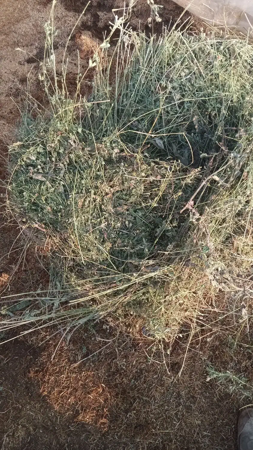 یونجه و گیاه دسته اول|خدمات باغبانی و درختکاری|شوط, |دیوار