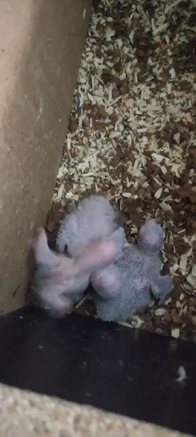 گیرنچک مولد۱۰۰دصد|پرنده|شاهین‌شهر, شهرک میلاد|دیوار