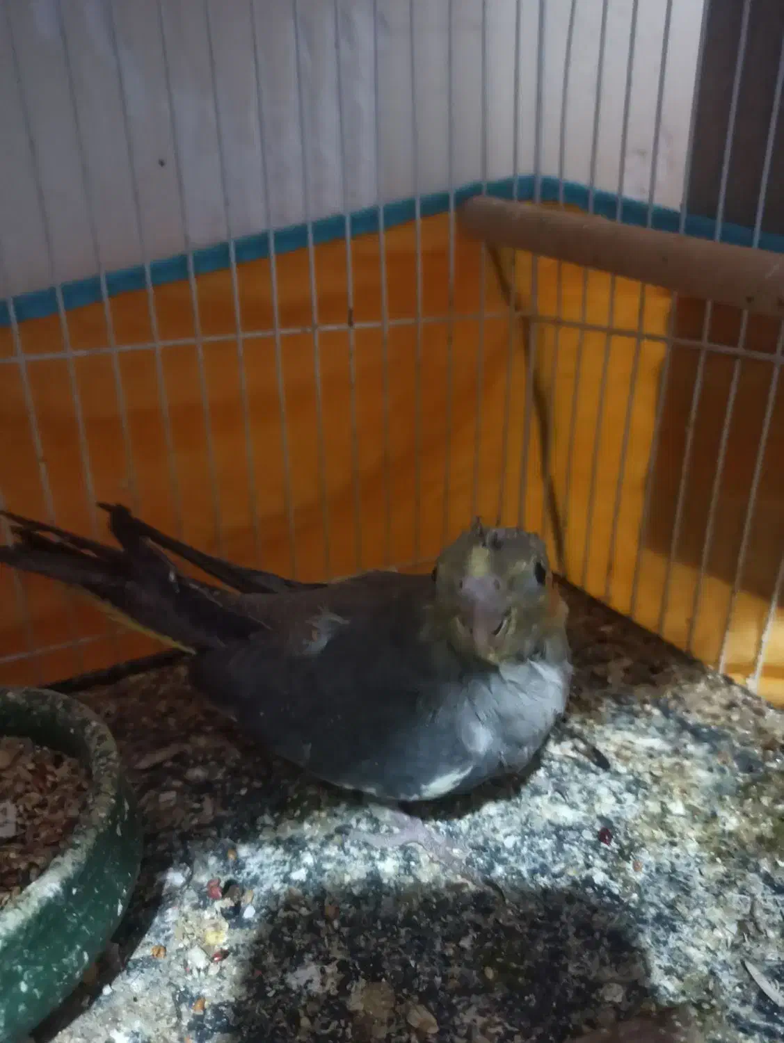 دوعددجوجه عروس هلندی هردوجنسیت نر|پرنده|فردوس (خراسان), |دیوار