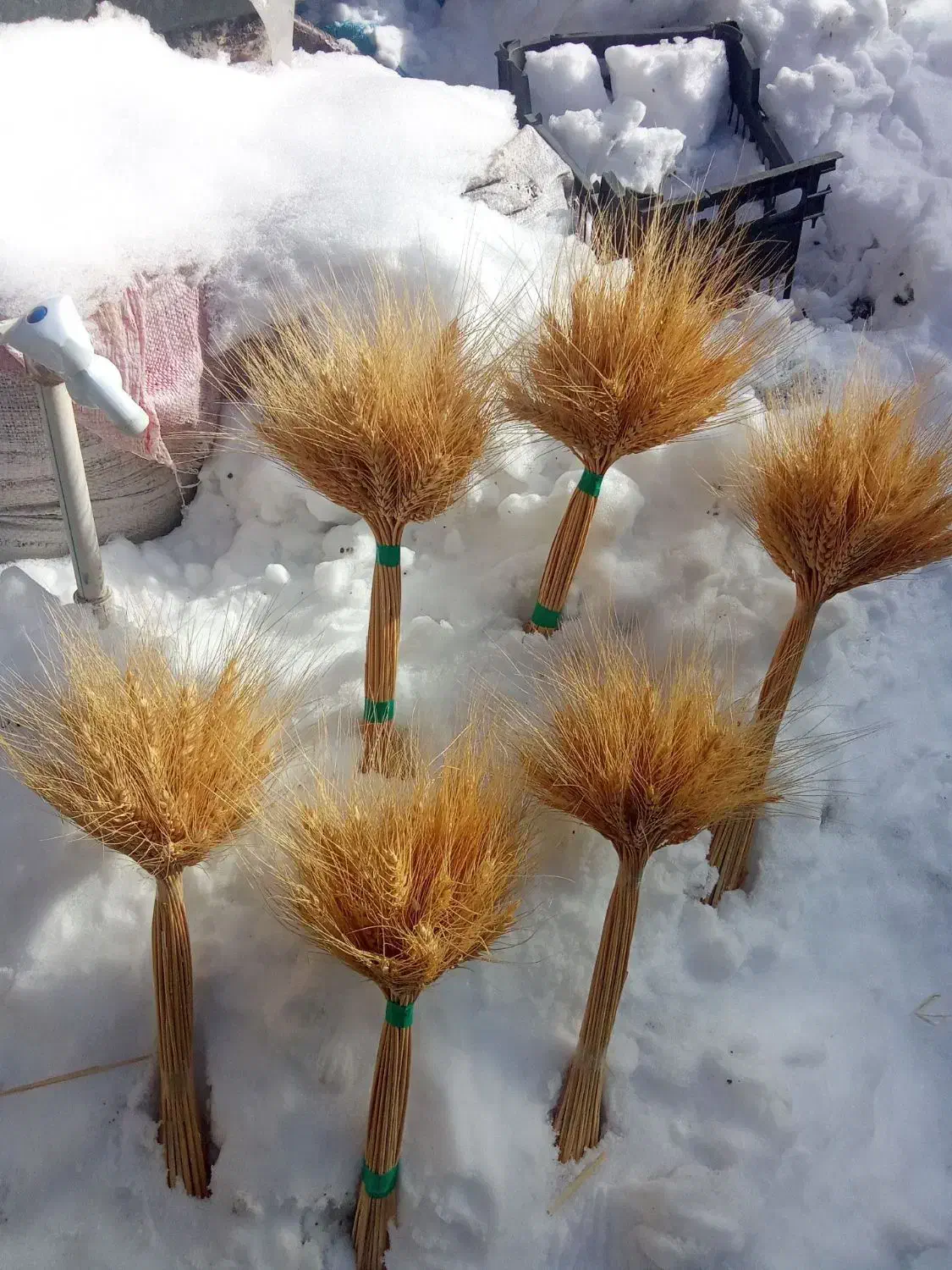 گل گندم|گل و گیاه طبیعی|رشت, چله خانه|دیوار