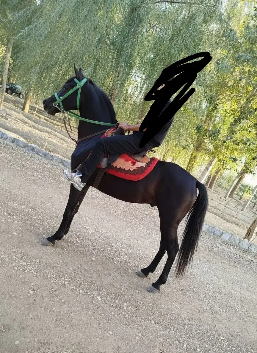 پانسیون اسب|اسب و تجهیزات اسبسواری|خمینیشهر, |دیوار