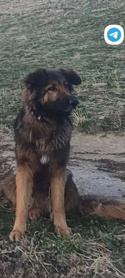 سگ ژرمن گمشده|حیوانات|ارومیه, |دیوار