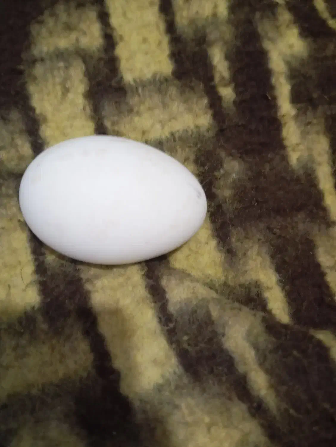 خودکار|حیوانات مزرعه|زابل, |دیوار