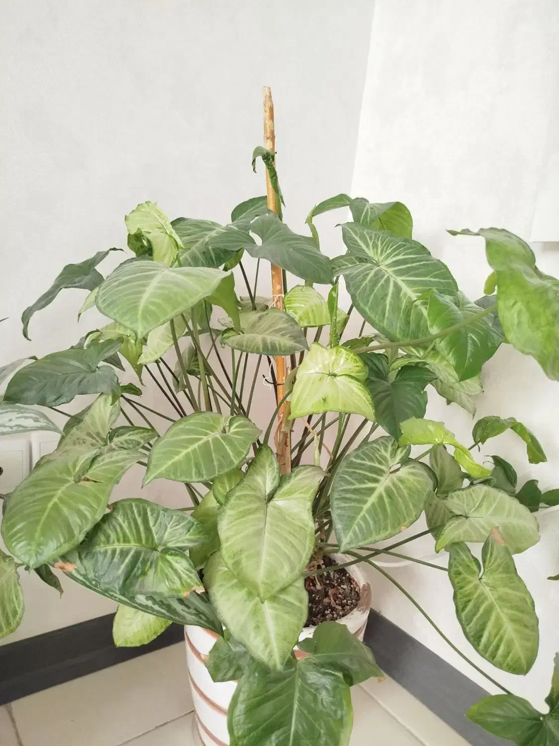 گل دیفن|گل و گیاه طبیعی|قدس, شهرقدس|دیوار