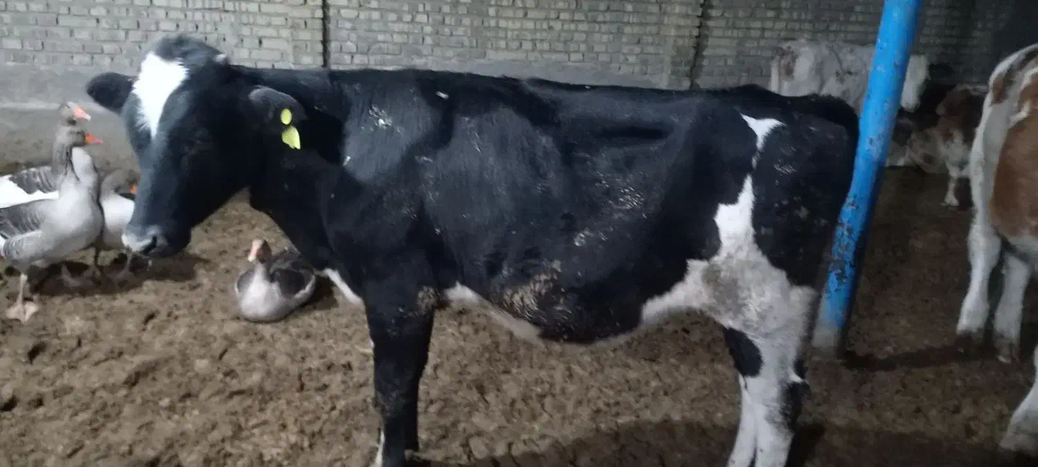 گوساله نر وماده سمینتال|حیوانات مزرعه|سوسنگرد, |دیوار