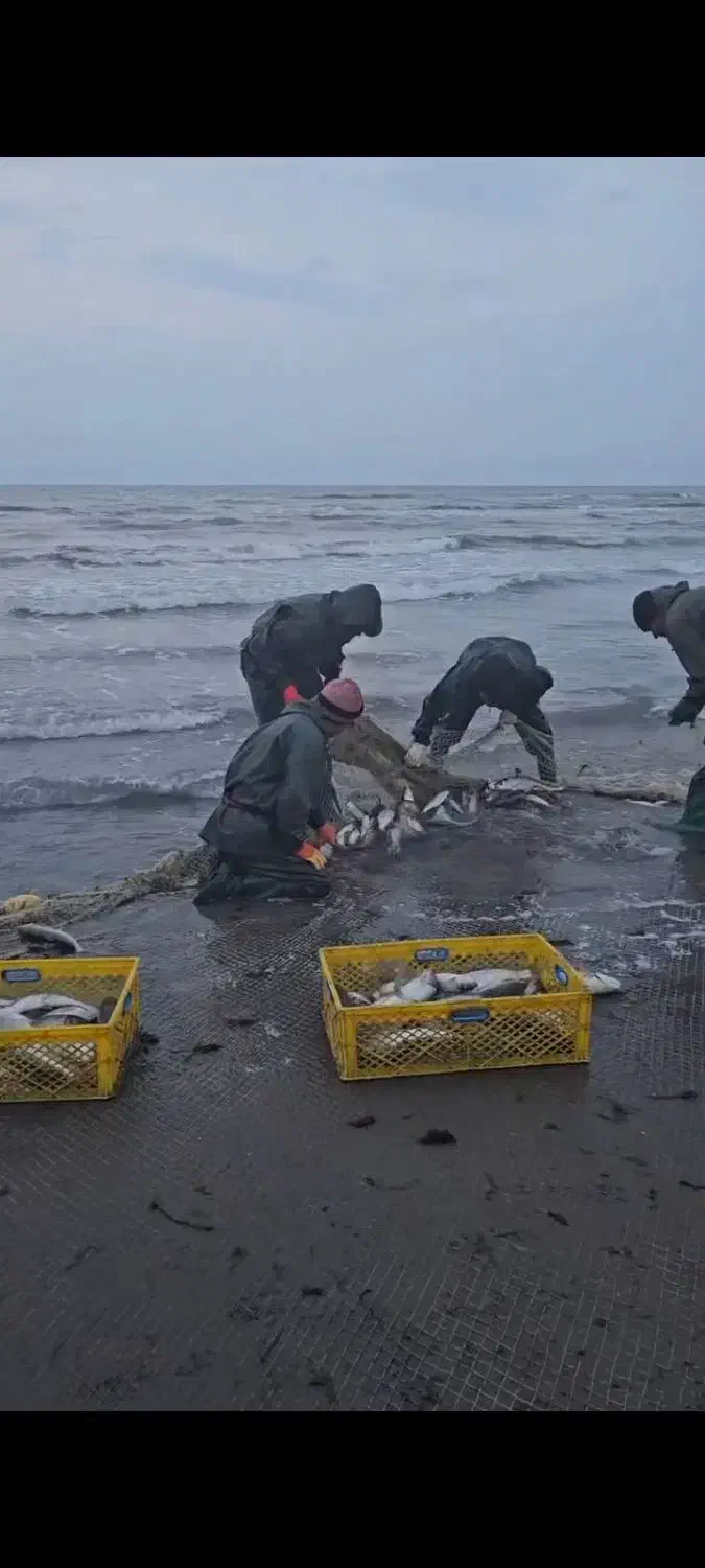 نیاز به همکار|استخدام صنعتی، فنی، مهندسی|چابکسر, |دیوار