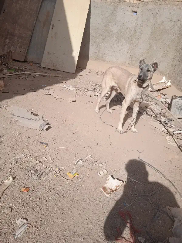 سرابی|موتورسیکلت|شراء, |دیوار