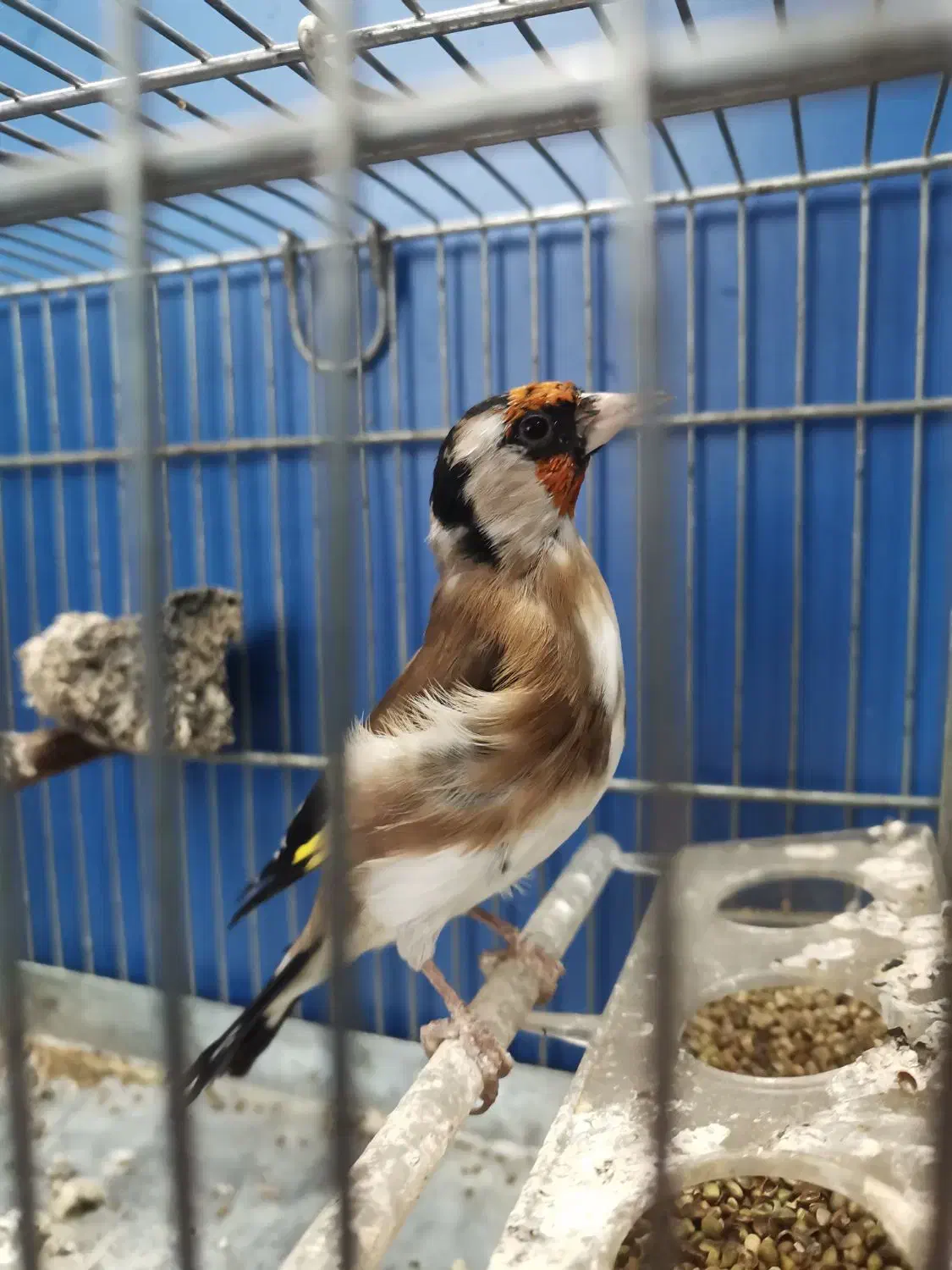 سهره درجه یک|پرنده|دزفول, |دیوار