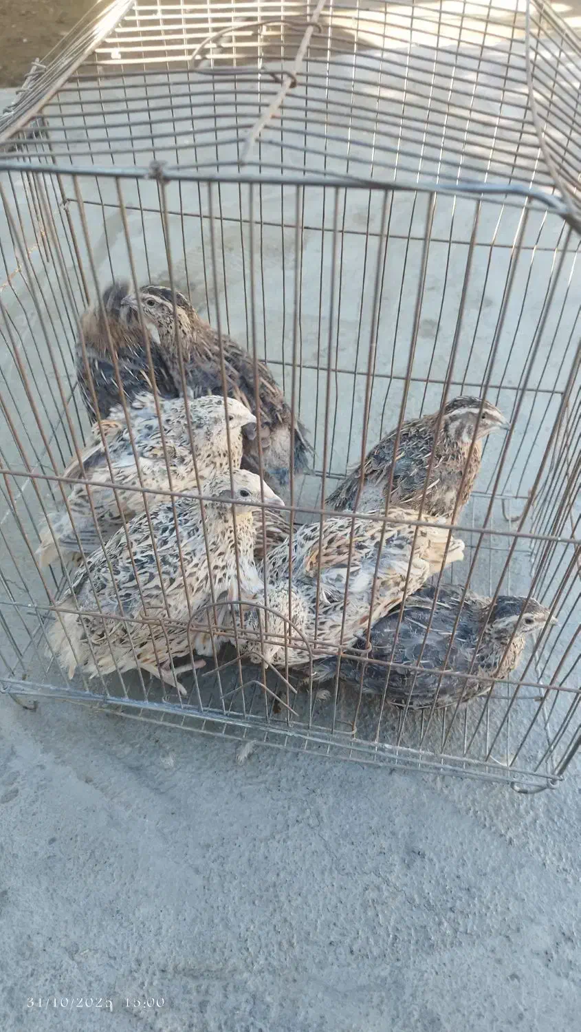 بلدرچین|حیوانات مزرعه|مرند, |دیوار