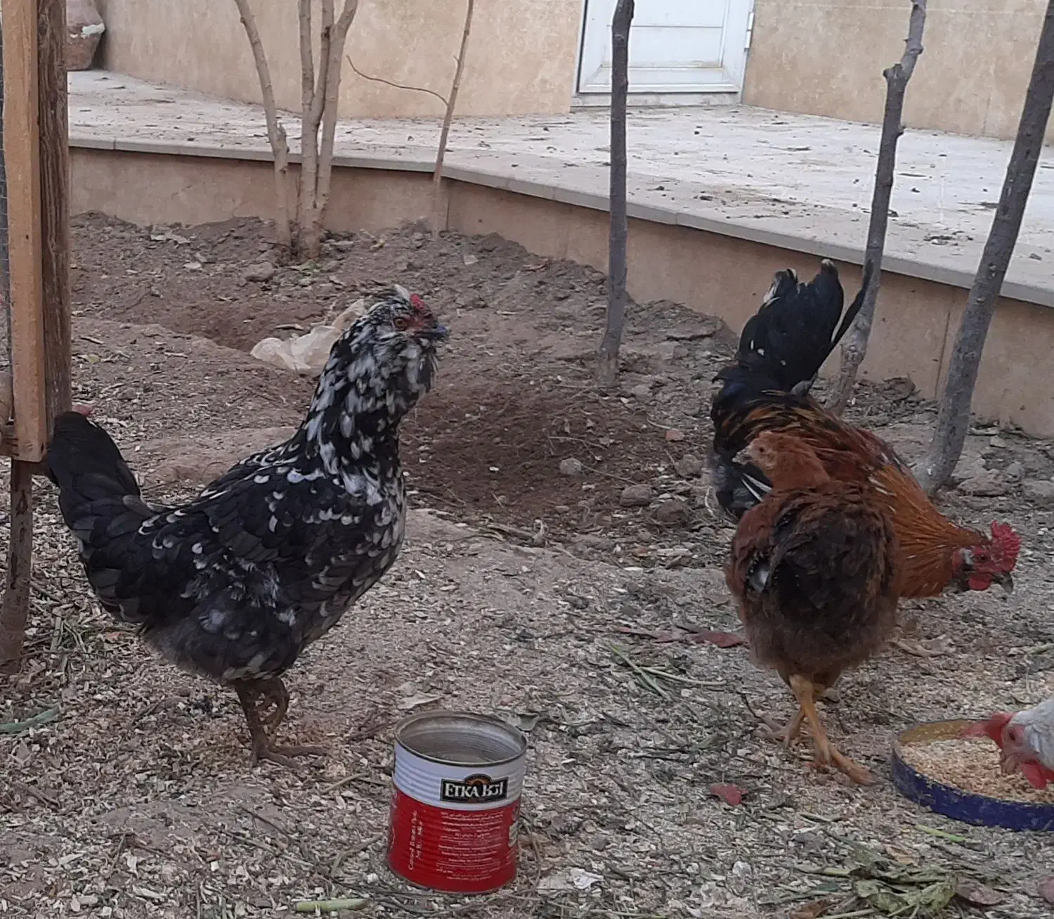 مرغ و خروس گلین|حیوانات مزرعه|کاشان, قطب راوندی|دیوار