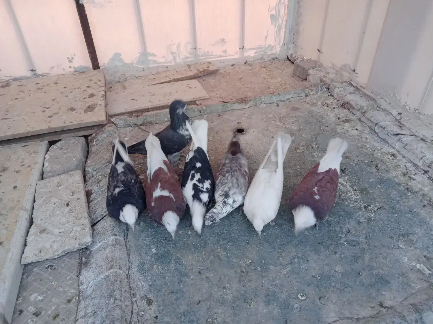 کفتر خوش رنگ|پرنده|کاشان, پشت شهربانی|دیوار