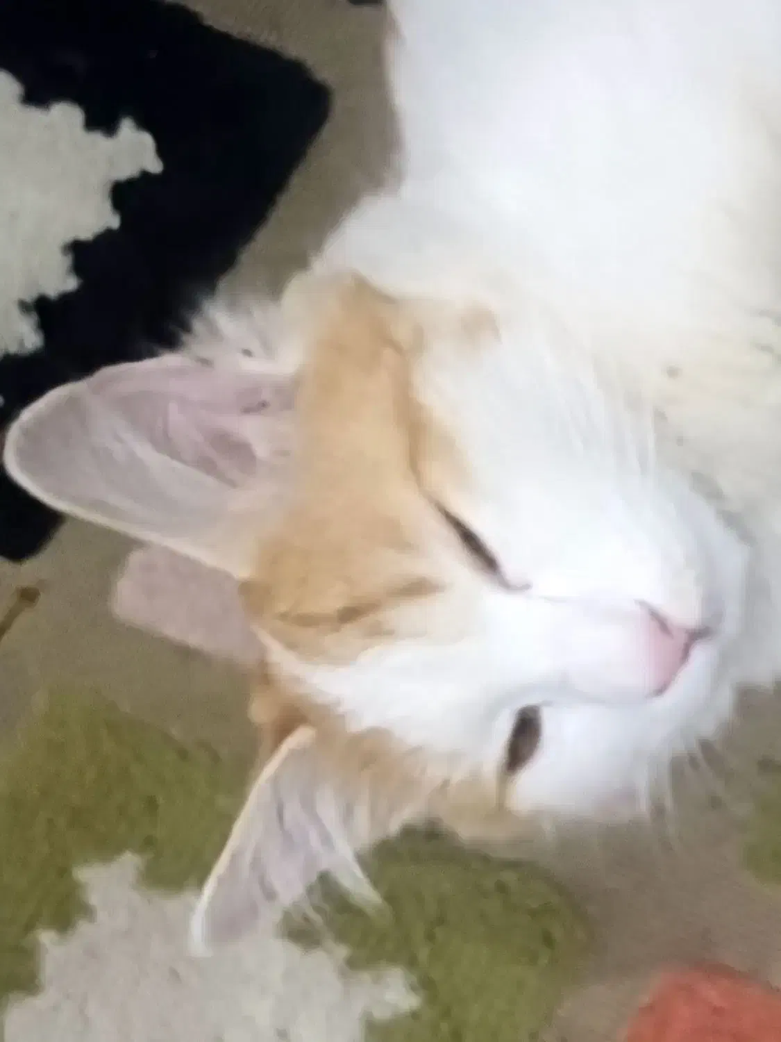 گربه|حیوانات|همدان, |دیوار